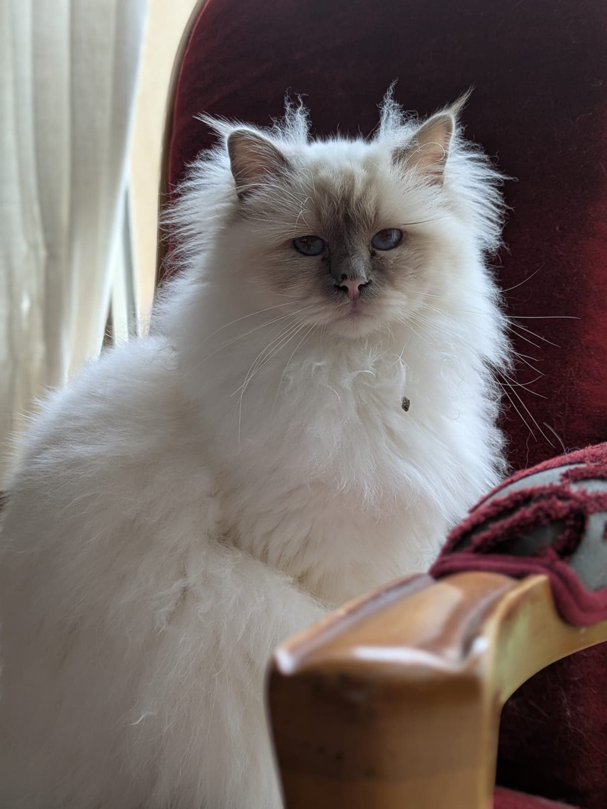 Photo de nos animaux 1