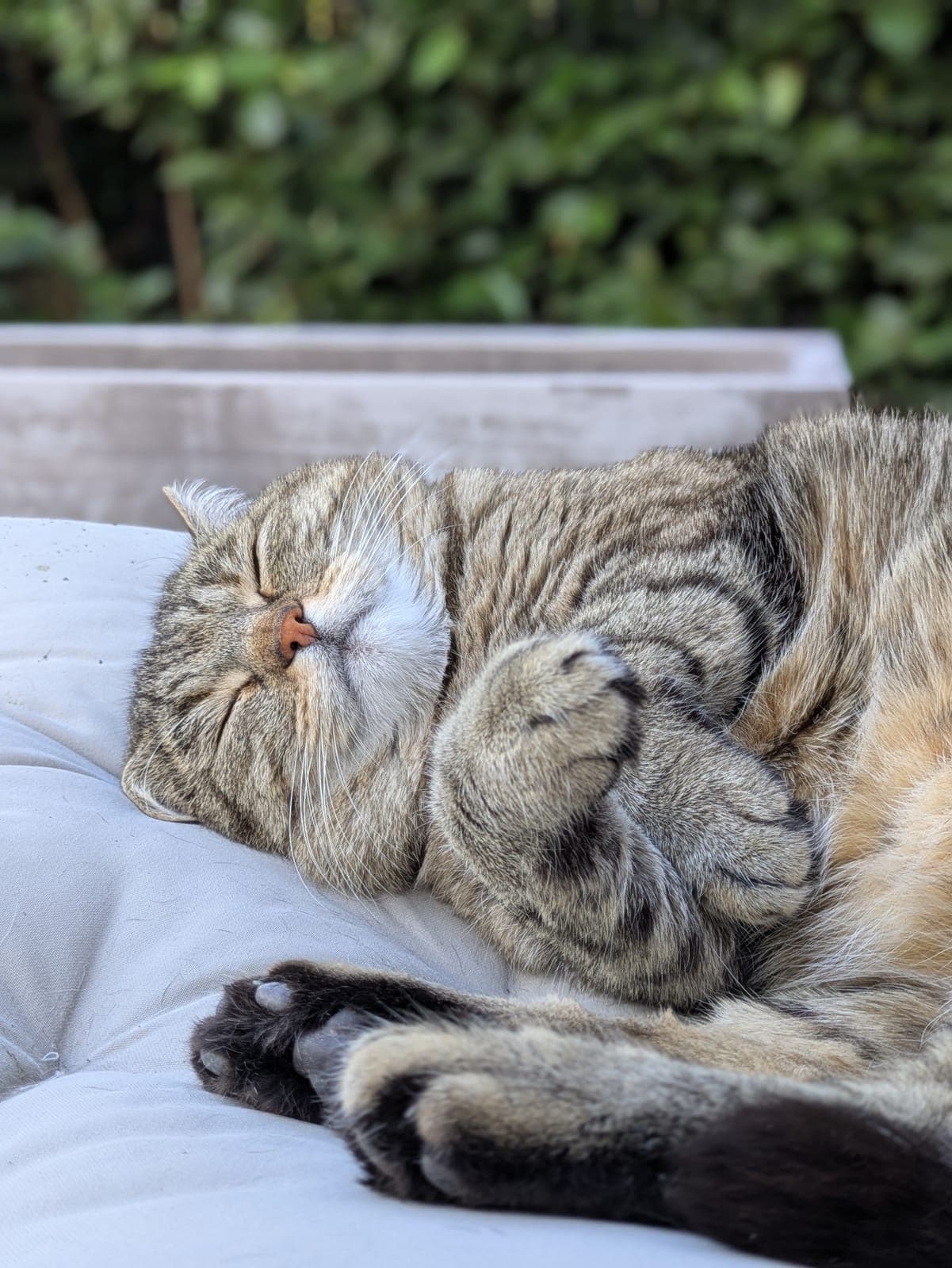 Photo de nos animaux 9
