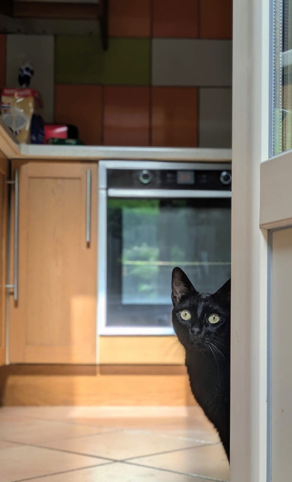 Photo de nos animaux 4
