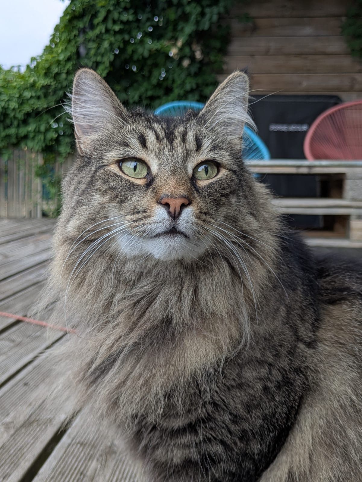 Photo de nos animaux 62
