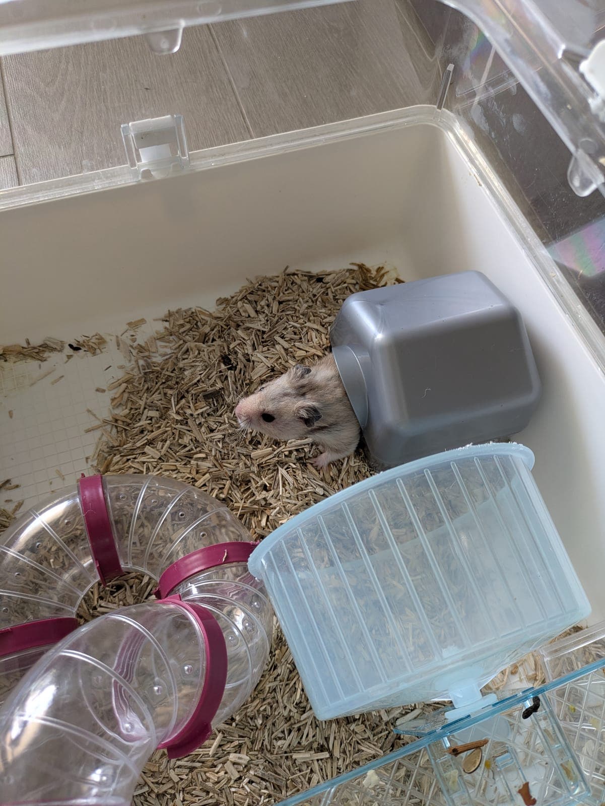 Photo de nos animaux 2