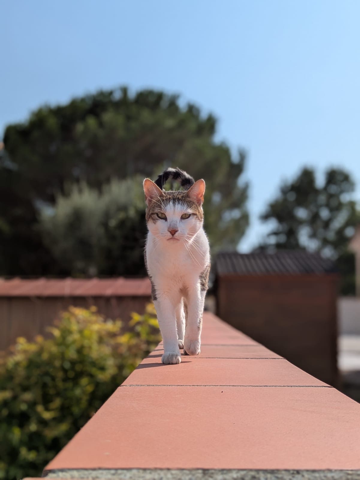 Photo de nos animaux 6