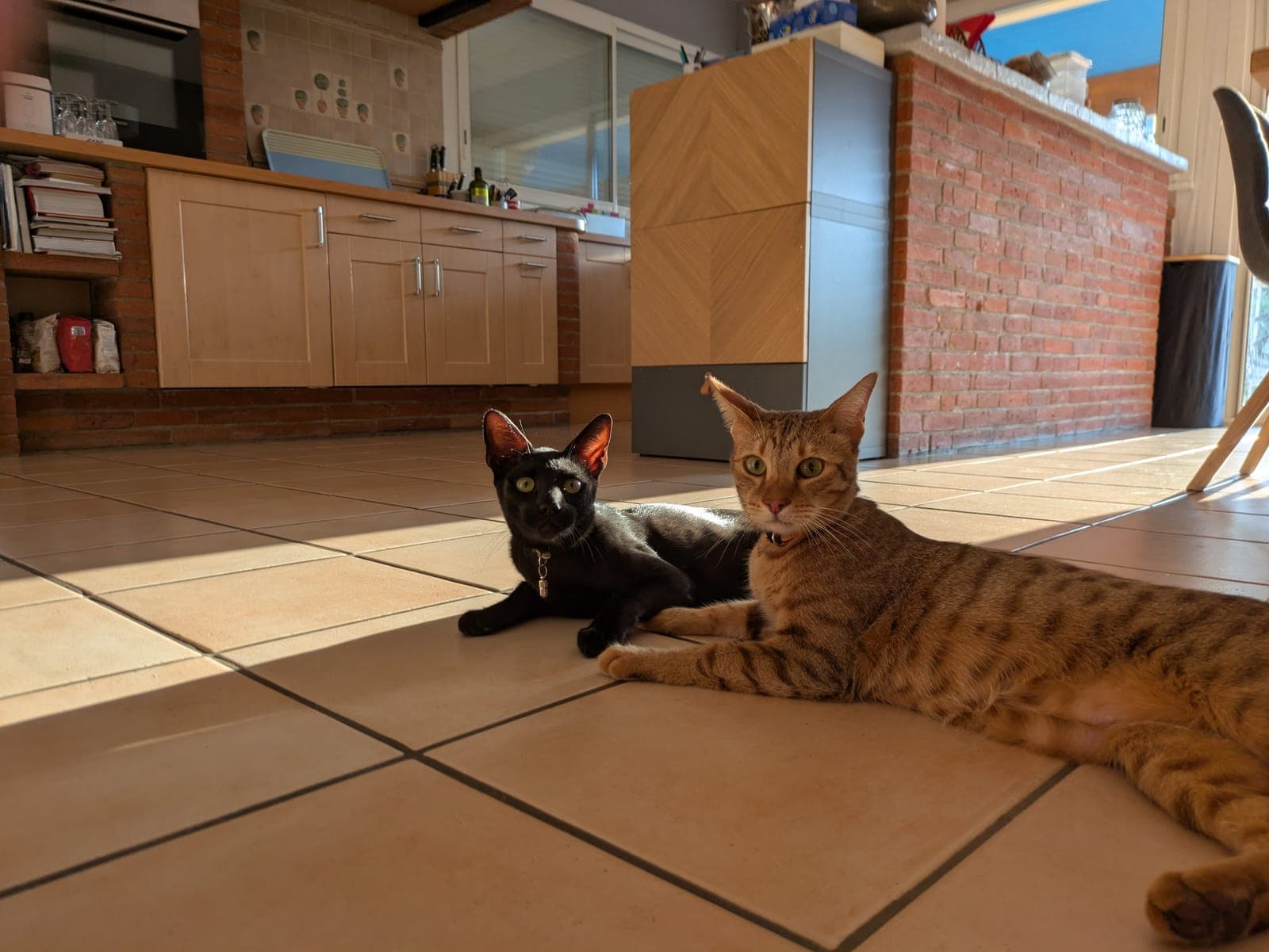 Photo de nos animaux 50
