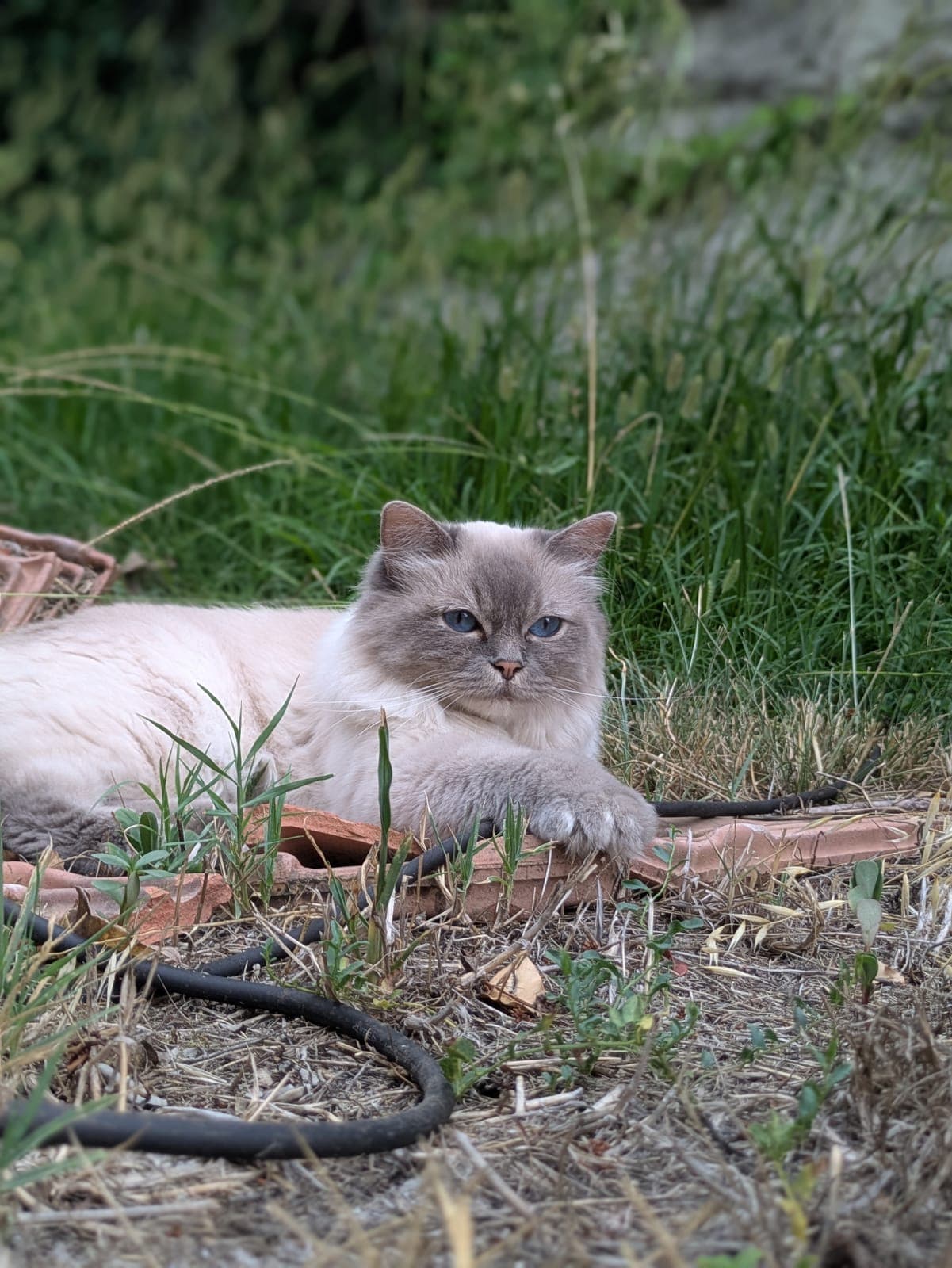 Photo de nos animaux 47